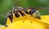 Ancistrocerus sp.